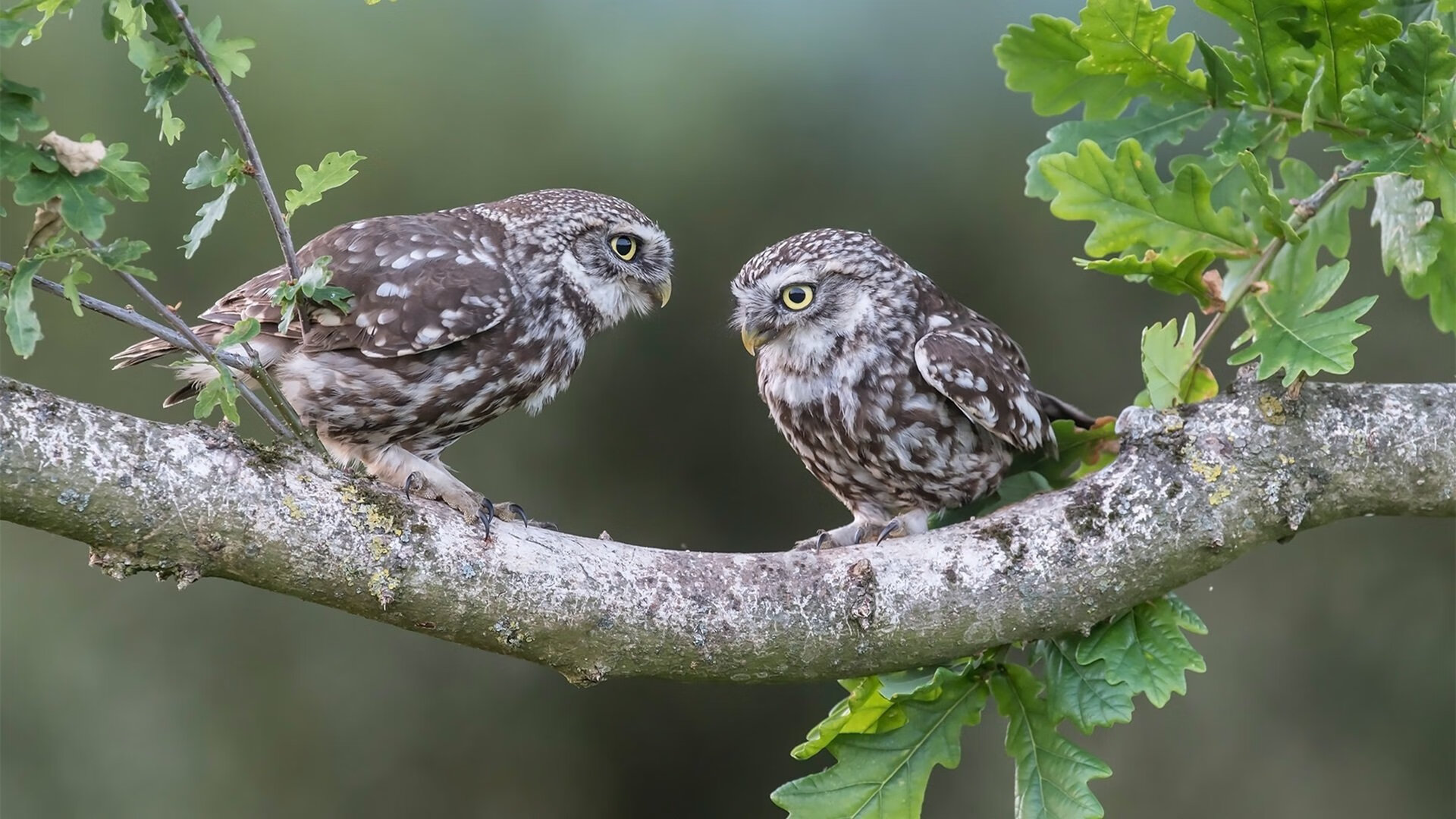 勒沃库森对决德国战车，德里赫特关键节点连斩进球，铸就经典之战