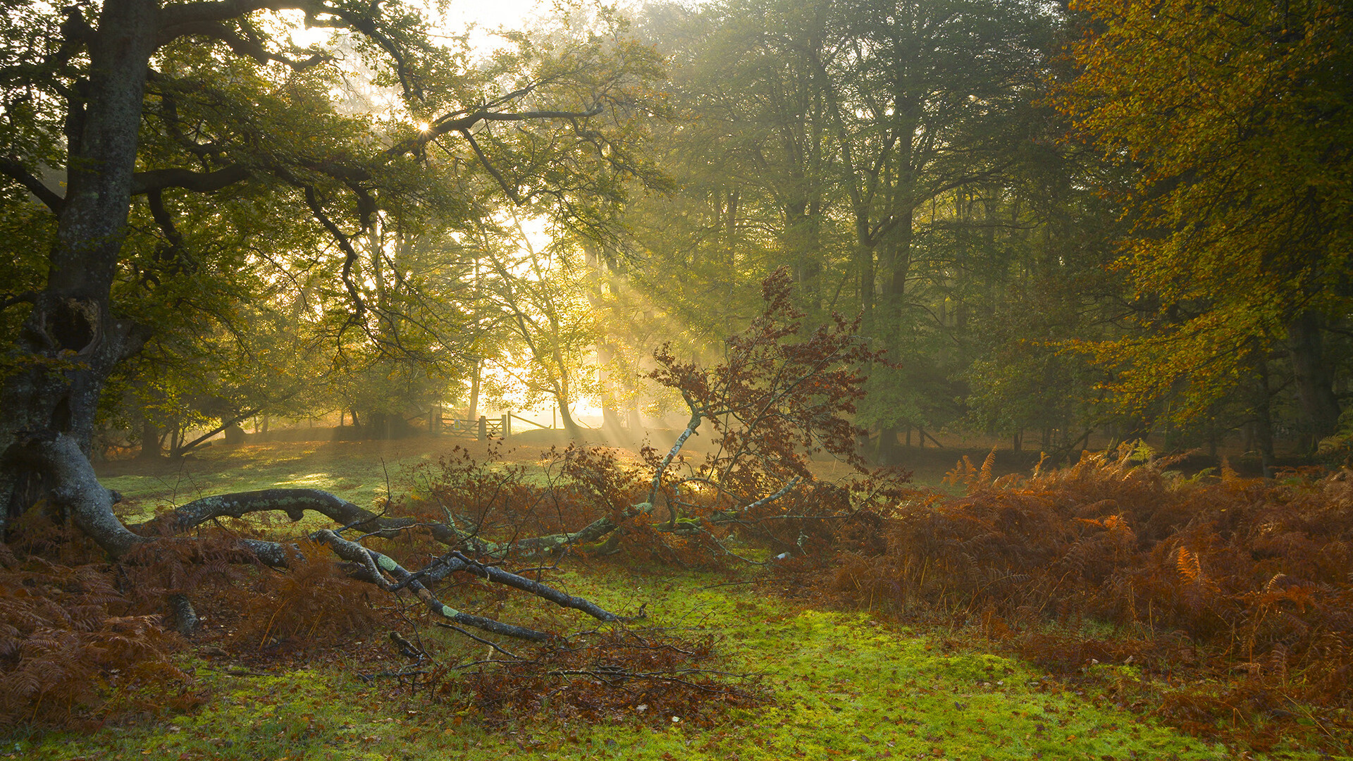 斯通斯扛起全队,NBA季后赛之夜的英雄传奇