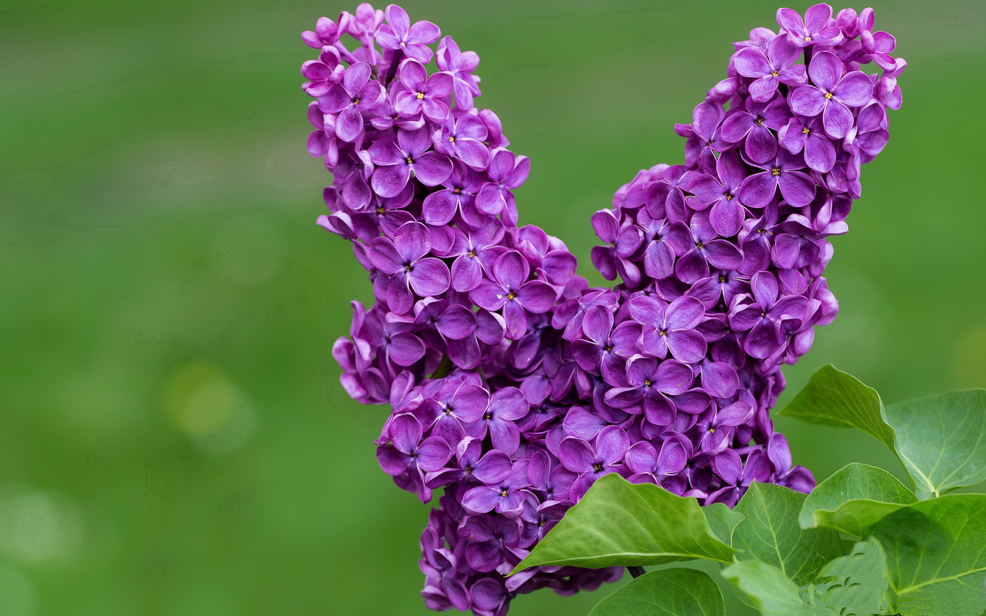 纪录之夜！米切尔狂砍50+引领山西力克北京，刷新CBA外援单场得分纪录