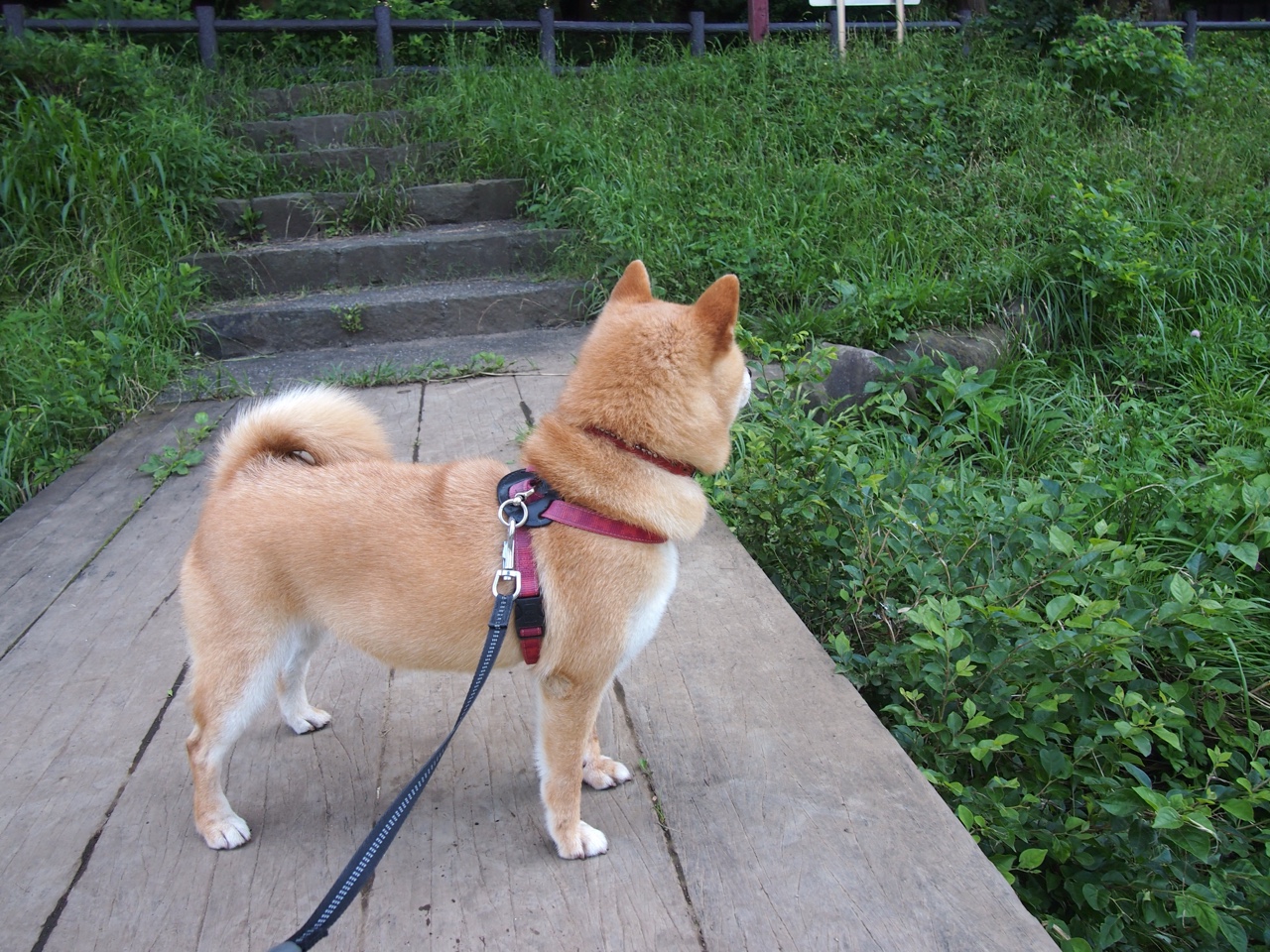 篮球双星闪耀，北京队逆转热火，约基奇统治级数据惊艳全场