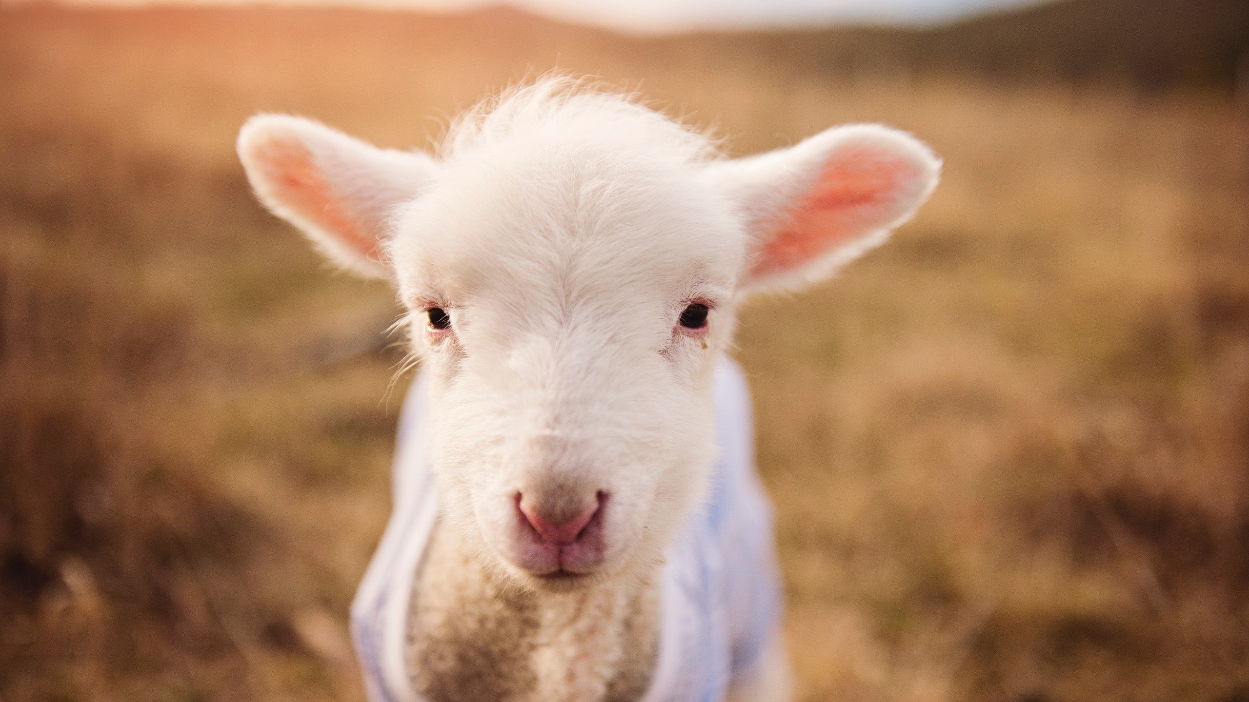 东决关键战之夜，班凯罗狂飙突进，一人击穿整条防线！