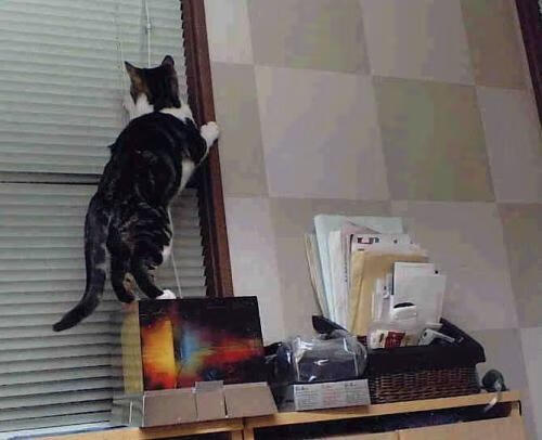 在篮球赛道上,武切维奇如何上演F1式的提前终结悬念?