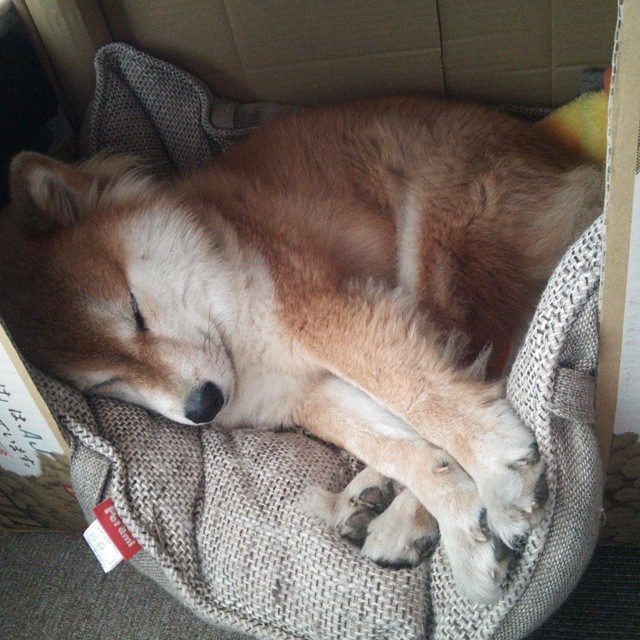 孤胆英雄的逆袭,克瓦拉茨赫利亚如何单骑挑战皇马洪流