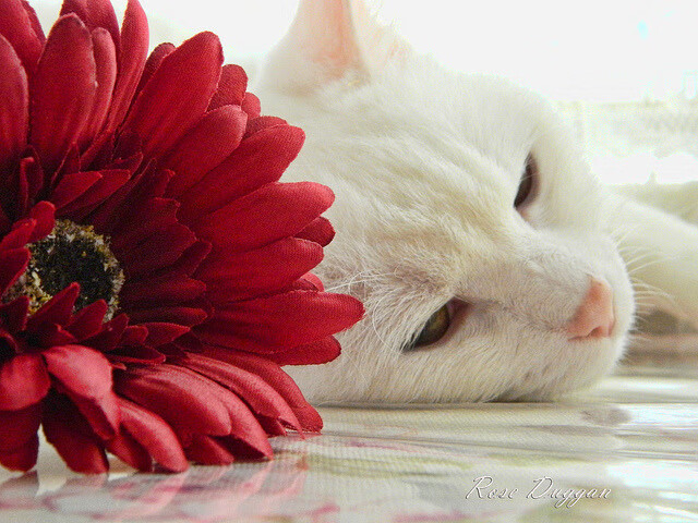 跨界激情,凯尔特人淘汰森林狼,武切维奇上演F1式争冠接管