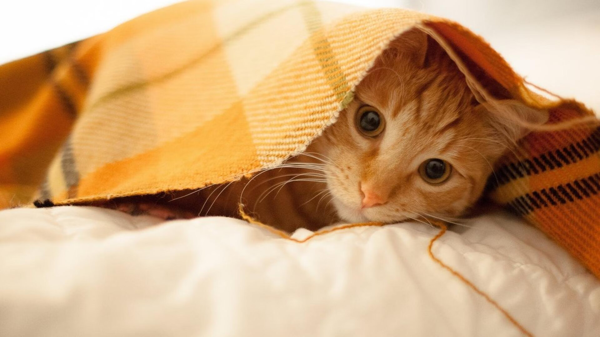 辽宁队稳稳拿下雄鹿,英格拉姆展现巨星价值