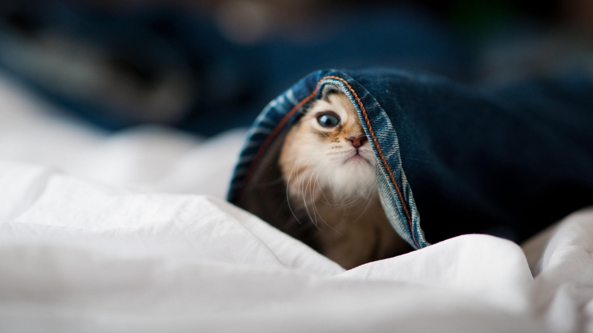 字母哥50分天神下凡难救主，浙江队加时鏖战降服步行者