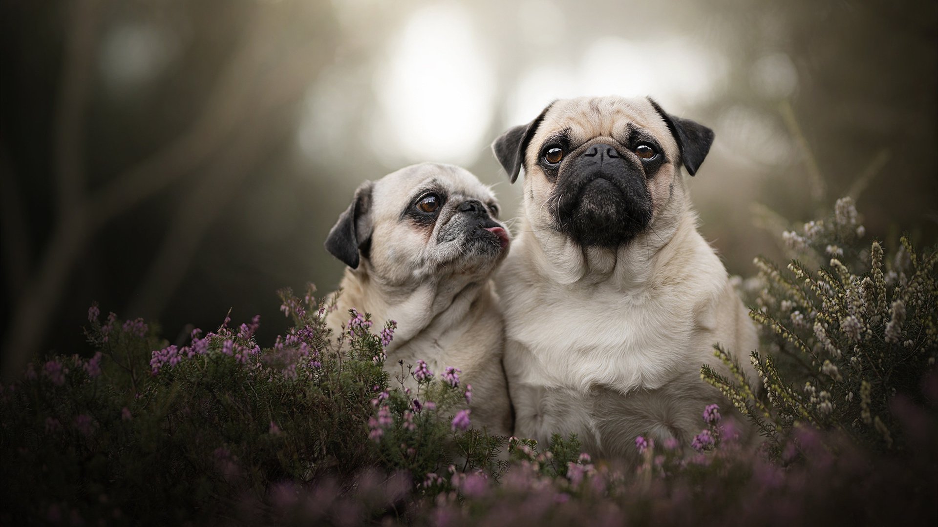 灰熊狂胜尼克斯，东契奇逆境救主，当关键先生决定比赛走向