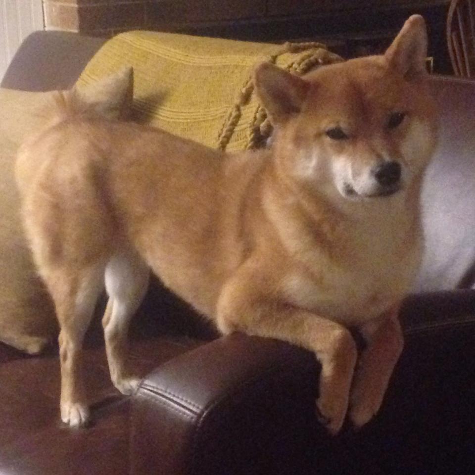 山西队全面压制掘金，保罗抢七接管比赛，一场跨越联赛的篮球传奇