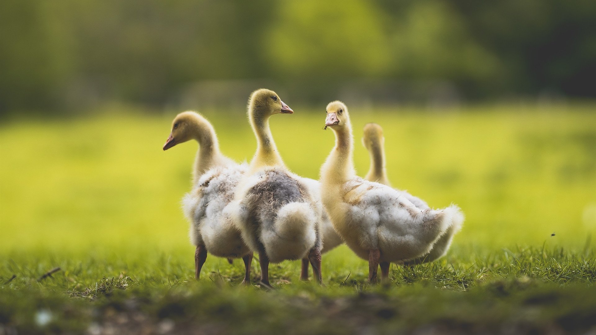 绝杀！迪亚斯灵魂附体，佛罗伦萨上演奇迹逆转