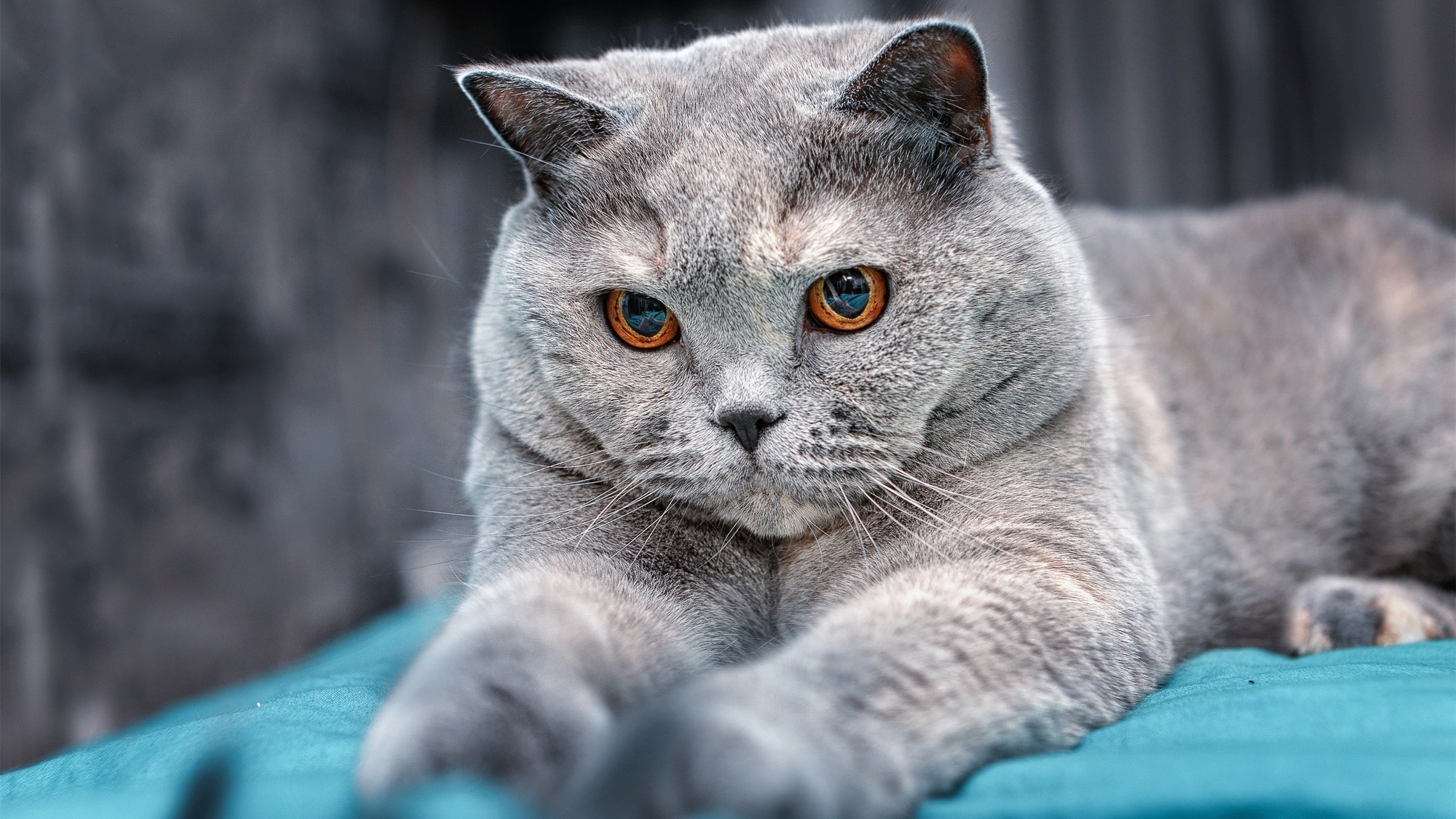 苏亚雷斯攻防两端统治赛场，波兰绝地翻盘力克牙买加