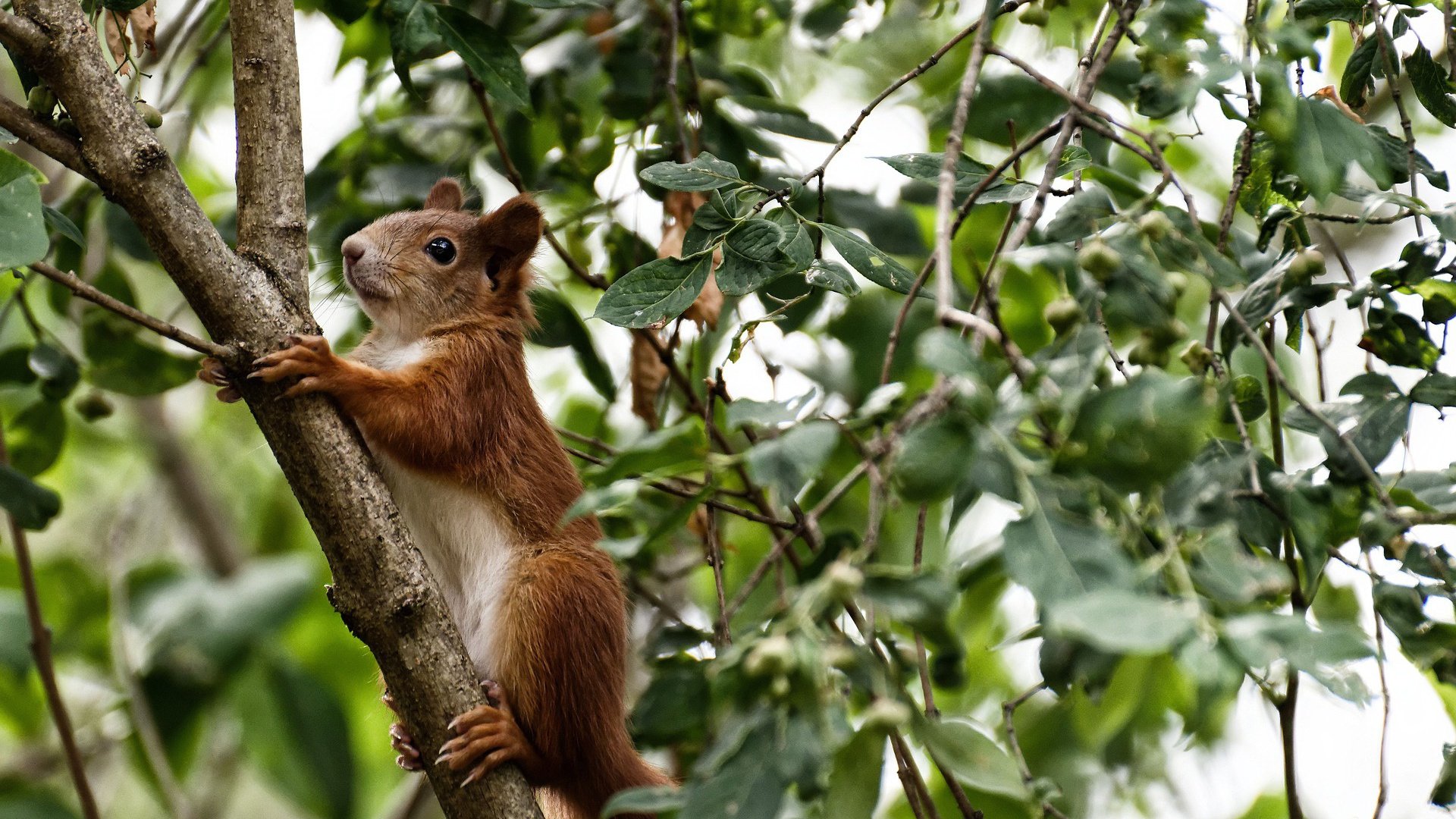 欧文终场绝杀！勇士险胜公牛，关键先生一锤定音