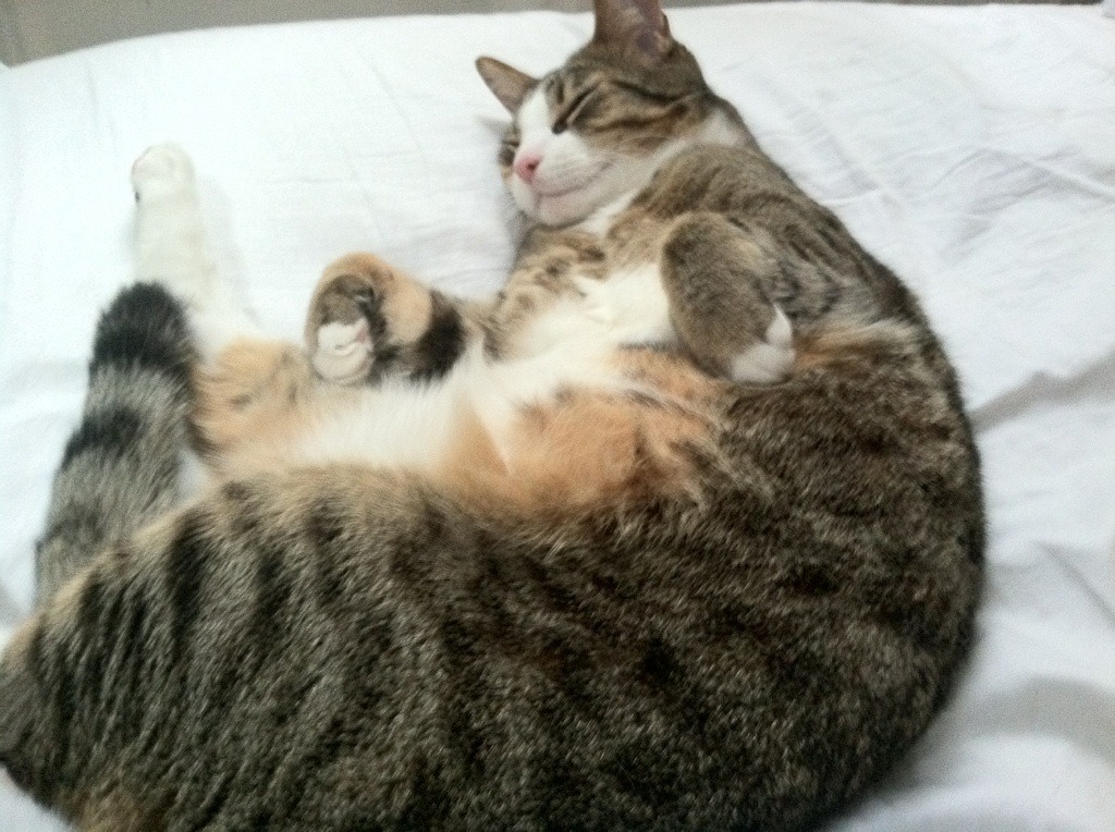 雅典之咒，当凯塞多冷箭刺穿葡萄牙黄金一代的梦