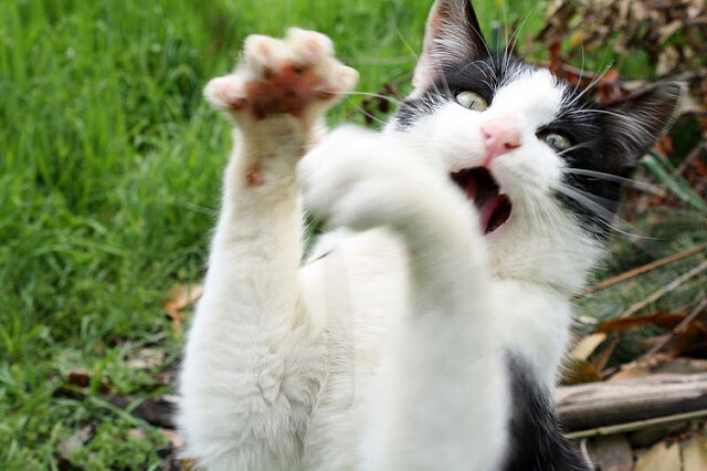 芝加哥隔空响起汽车城引擎声，当美加墨世界杯焦点战，遇见活塞血拼公牛