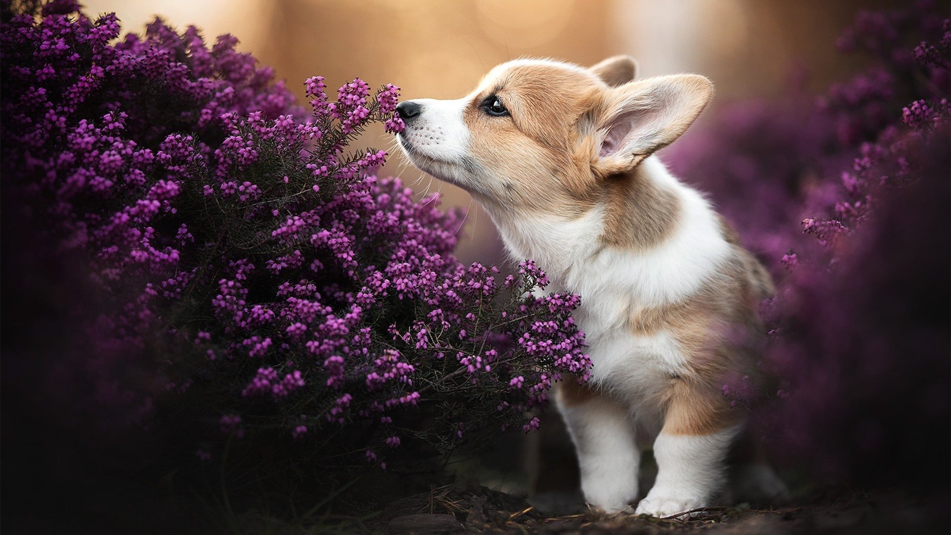 霍勒迪铸就铁血防线，当锁落下，胜利的闸门为独行侠而开