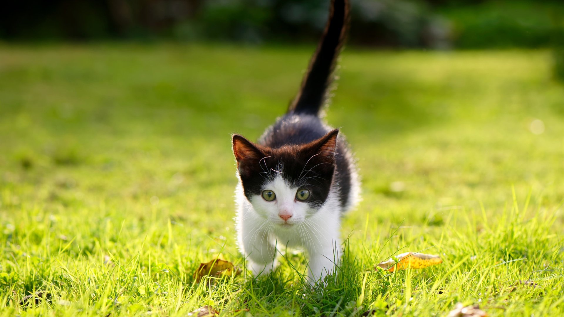 尼斯硬仗取胜巴西，弗拉霍维奇成为关键先生